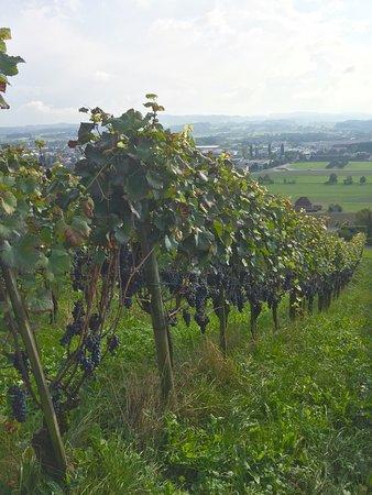 Wein-Wanderweg Weinfelden