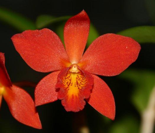 Schweizer Orchideen Garten